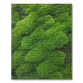 Fresh Green Leaf Cluster Rug(Green)