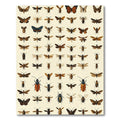 Collection Of Insect Illustrations Rug