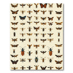Collection Of Insect Illustrations Rug
