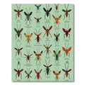 Insect Collection Scientific Entomology Print Rug