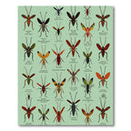 Insect Collection Scientific Entomology Print Rug
